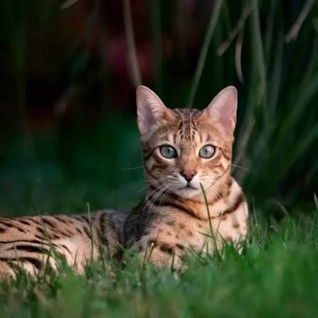 Gato bengalí de Colonia Broggi