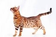 Bengalí brown con rosetas, de perfil